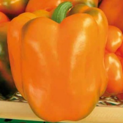 Papryka Paramo F1 500 nasion st